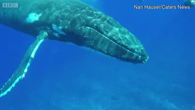 حوت أحدب يسعى جاهدا لإنقاذ عالمة أحياء مائية من أسنان القرش