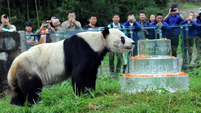 Pan Pan'a 30. yaş gününü kutladıktan bir kaç ay sonra, Haziran'da kanser teşhisi konmuştu