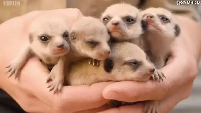 Ovi najnoviji stanovnici Sidneja sigurno će većinu osvojiti