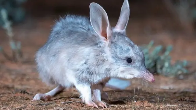 الحيوان النادر الذي ظهر بعد ١٠٠ عام من الغياب