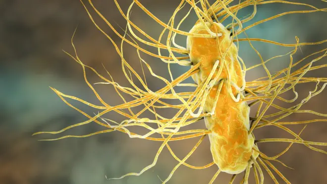 Las bacterias pesadilla tienen genes raros que les permiten propagar su resistencia a otras bacterias sanas.