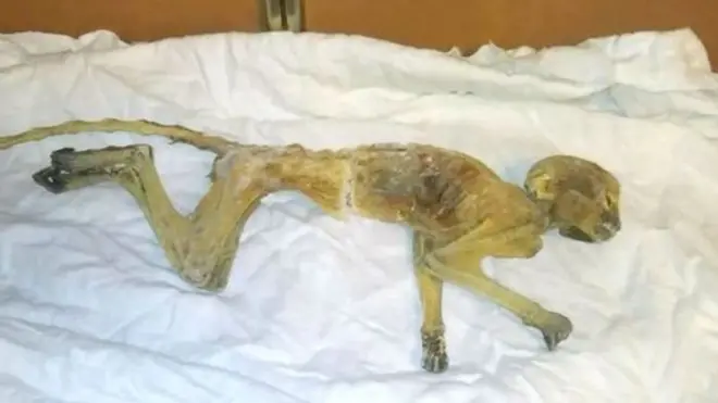 Примату описали, як "муміфіковану"