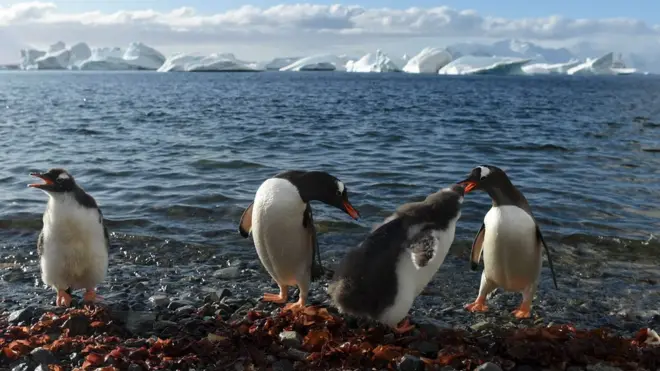 Зимой пингвины мигрируют на сотни километров в поисках пищи