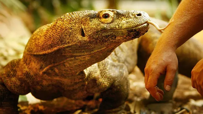 มังกรโคโมโดเป็นสัตว์เลื้อยคลานจำพวกตุ๊กแกที่มีขนาดใหญ่ที่สุดในโลก