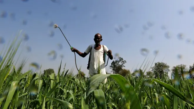 Pihak berwenang menggunakan pestisida untuk menghadapi serangan belalang kumbara di Sumba Timur (Foto merupakan ilustrasi umum pestisida).