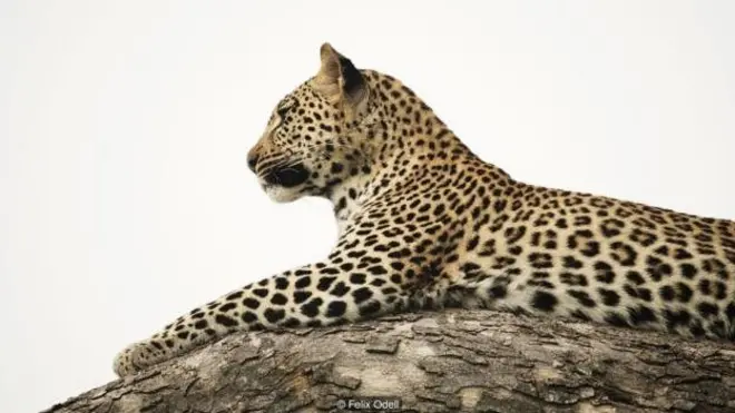 Pada hari terakhirnya di Botswana, DeSanctis berhasil menemukan seekor macan tutul