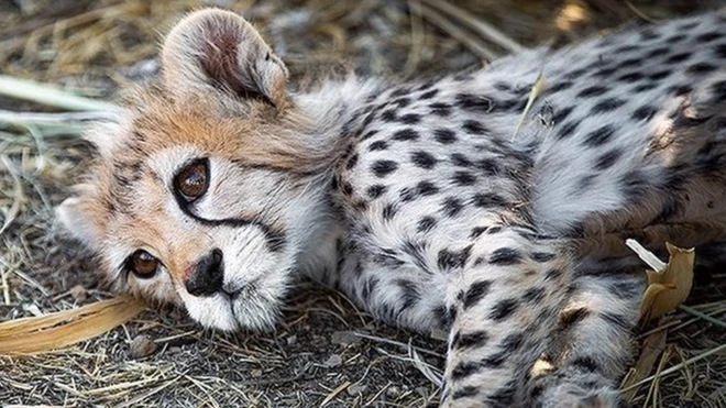 Pirouz was the last survivor of three endangered Asiatic cheetah cubs born in captivity