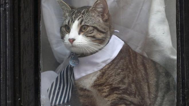 Кот Ассанжа