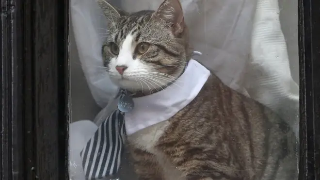 Представители шведской прокуратуры не сообщили подробностей о допросе, так что журналистам оставалось лишь наблюдать за котом Ассанжа