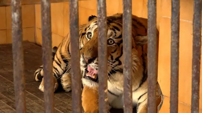 सदर चिडियाखानामा रहेको बाघ।