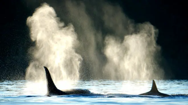 Две косатки
