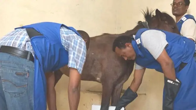 Hakiimota farda yaalaa jiran.