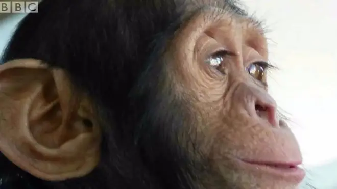 مانو چیمپنزی