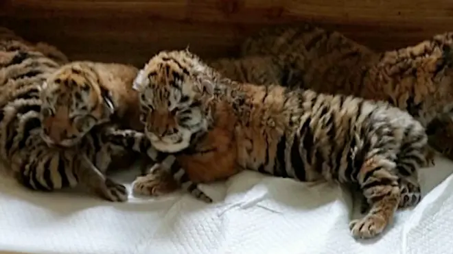 बाघका डमरु