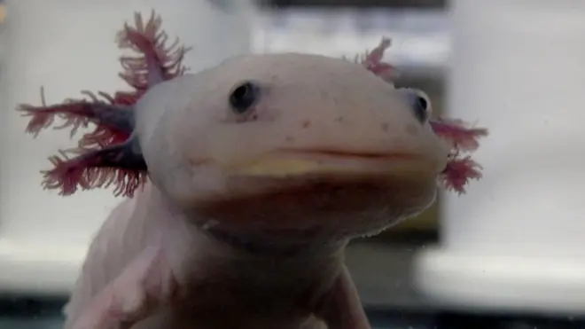 Axolotl