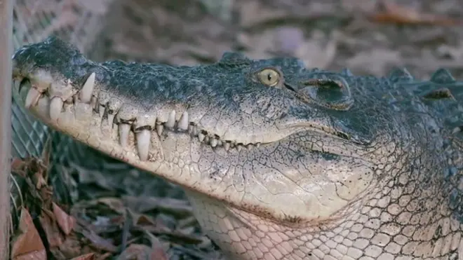Крокодил