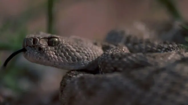 Гремучая змея