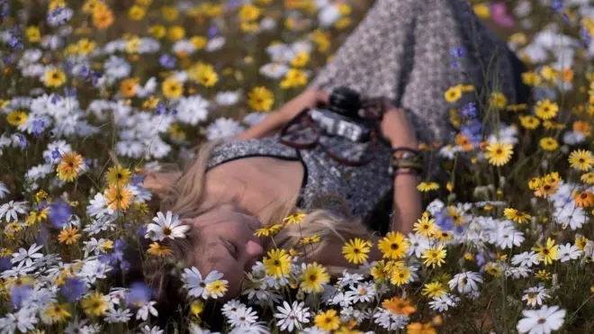 남아프리카 사막의 야생 꽃