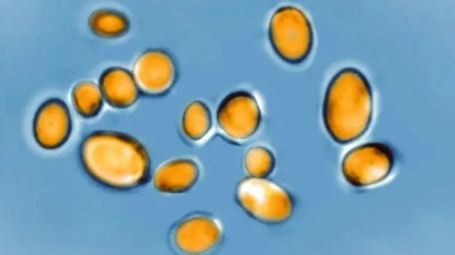 क्यान्डिडा औरिस