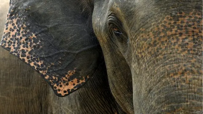 යුක්රේන ජාතිකයා මිය ගියේ වල් අලියා සමඟ සෙල්ෆියක් ගැනීමට තැත් කළ අවස්ථාවේද?