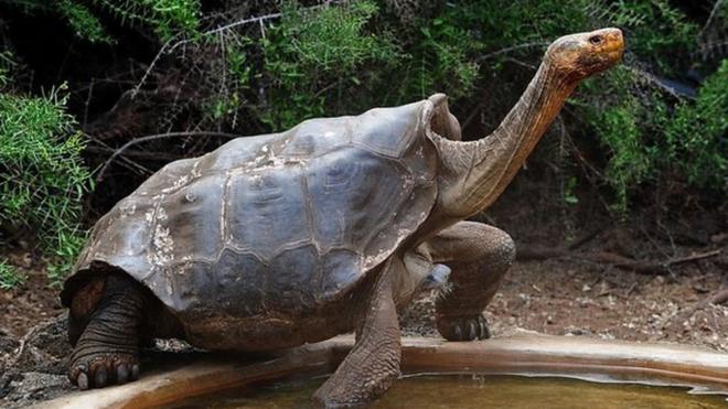 Черепаха по кличке Диего произвел потомство из 800 особей на острове Эспаньола.