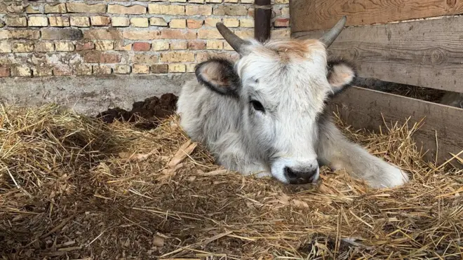 Jedna od preživelih životinja