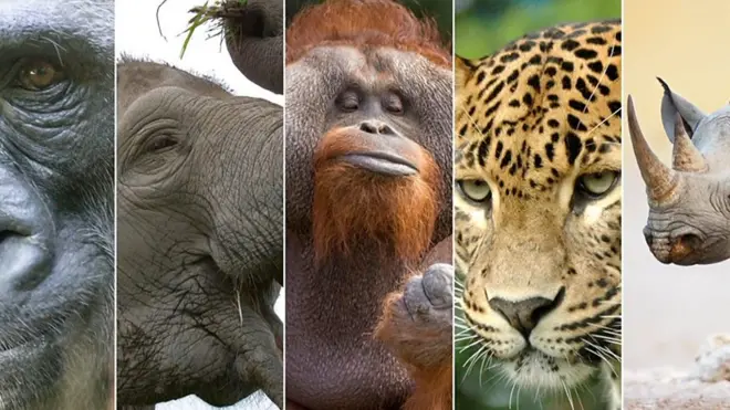 Вымирающие животные