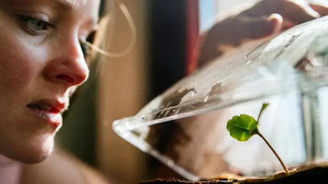 هل النباتات تتحدث إلينا وتتواصل فيما بينها؟