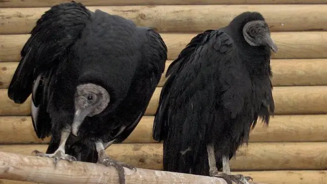 गिद्ध संरक्षण अभियान