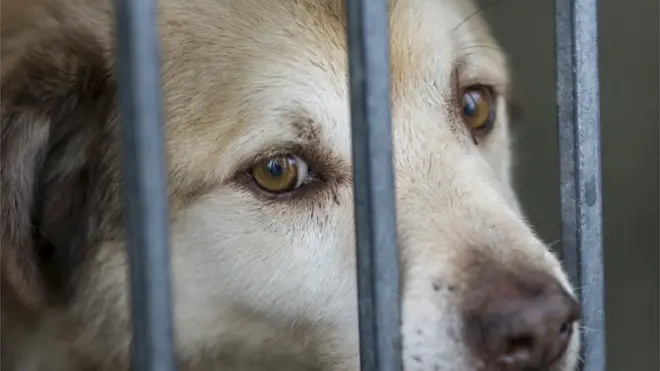 تظل الشكوك تساور نشطاء يتخوفون أن تتم عمليات التصدير لدول تنتهك حقوق الحيوان