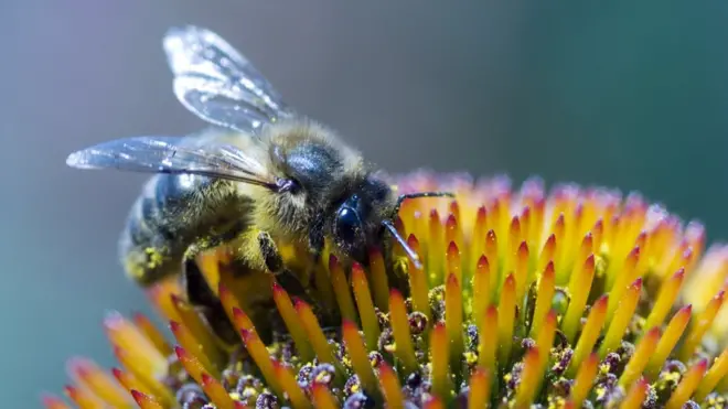 Apitherapy is the use of substances from honeybees to treat medical conditions