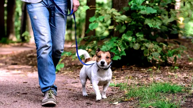 Прогулка с собакой