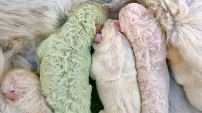 "فستق"، سر الجرو الإيطالي الأخضر