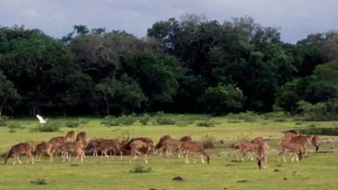 විල්පත්තු වන උද්‍යානය