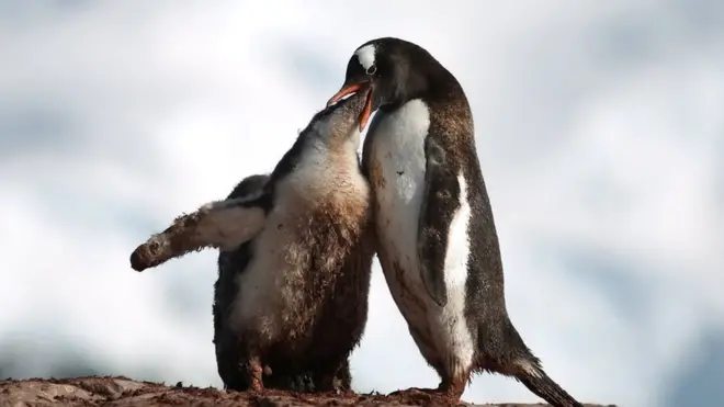 बेबी पेंग्विंनला घास भरवताना पेंग्विन्स