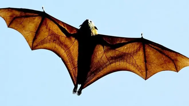 "طوفان" من الخفافيش تغزو بلدة أسترالية