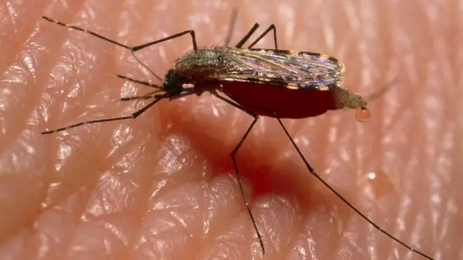 Anwụnta na-ebute ọrịa ịba na-eri isi ihe ruru nde mmadụ abụọ kwa afọ, dịka ngalaba World Health Organisation si kwuo.