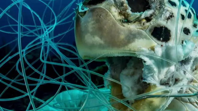 Kornjača na dnu okeana