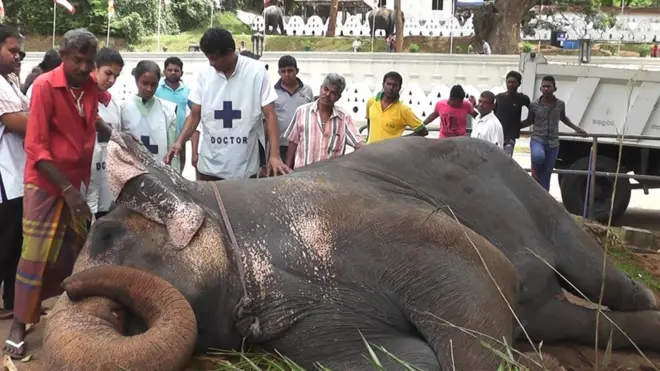 වෛද්‍ය අශෝක දංගොල්ල මහනුවර ඇසළ මහා පෙරහරට සහභාගී වූ අලියකුගේ සෞඛ්‍යය තත්ත්වය පරීක්ෂා කරමින්