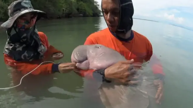 Дюгоні зазвичай живуть з матерями до 18 місяців, поки перебувають на грудному вигодовуванні