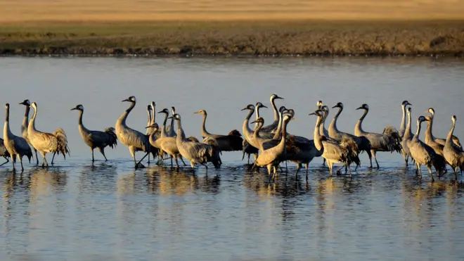 Такою зграя прилетіла на Херсонщину для зимівлі