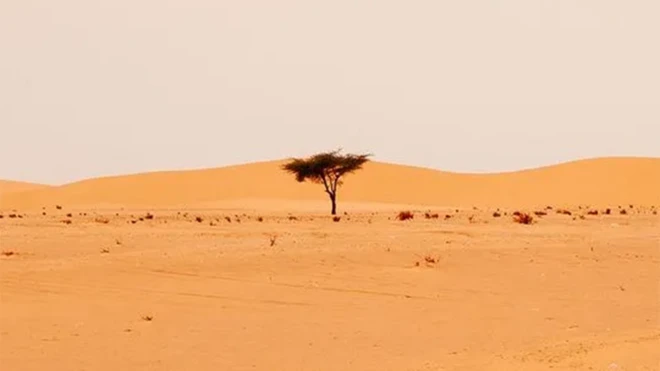 Selon les chercheurs des millions d'arbres comme celui-ci existent dans le Sahara