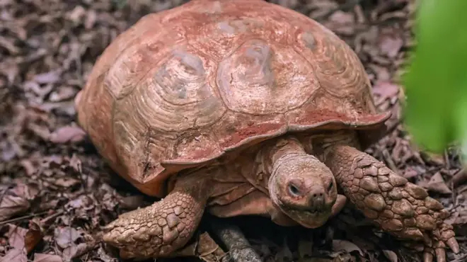 Lee ụmụ anụmanụ nọ n'ogige ha n'Imo steeti