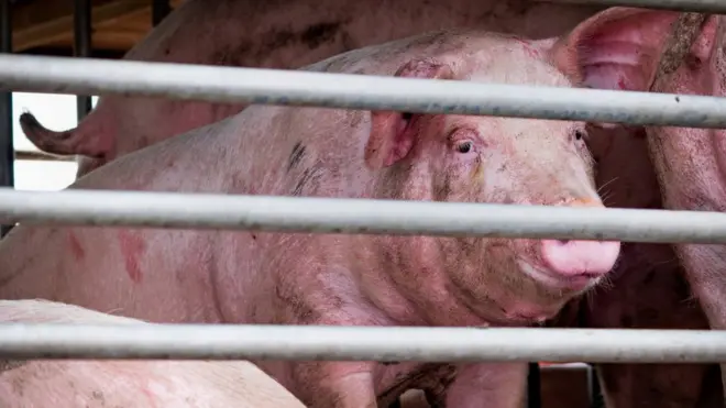 pig being transported