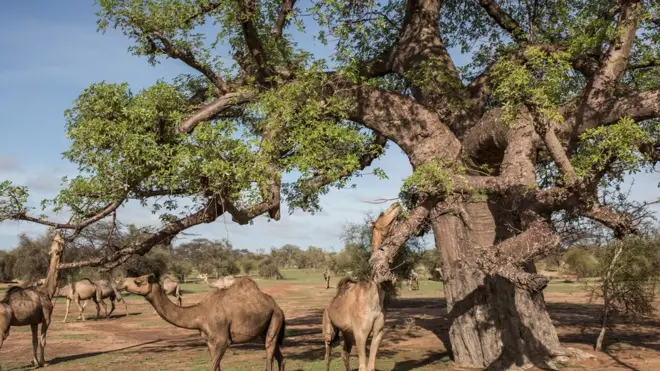 Bishiyar Kuka a yankin Afirka