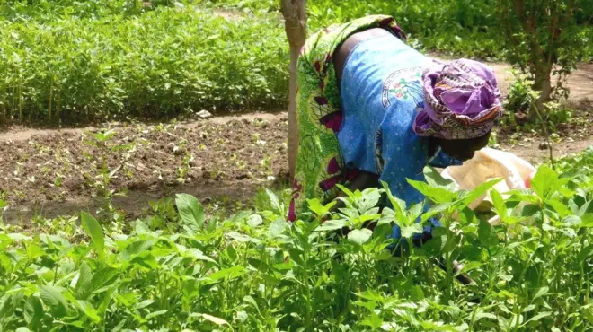 Depuis une quinzaine d'années, elles ont développé des cultures sur tables avec des matériaux qu'elles fabriquent elles-mêmes. Leurs productions viennent d'être certifiées Bio.