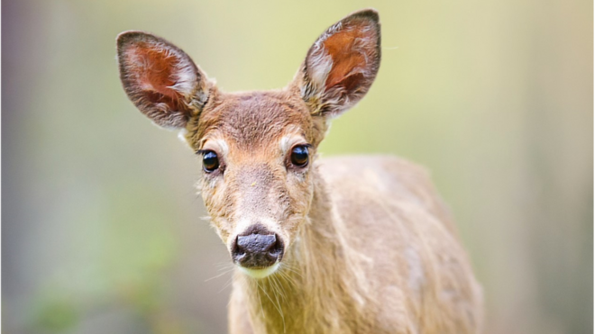 White-tailed deer