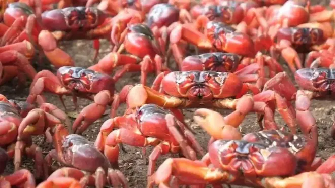 Migracija crvenih kraba