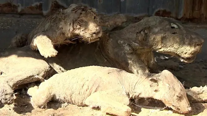 Zoológico en Gaza