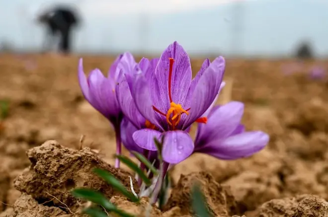 Saffron flowers